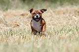 STAFFIE 115